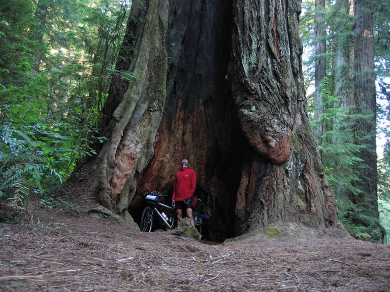 USA California Redwoods USA California Redwoods